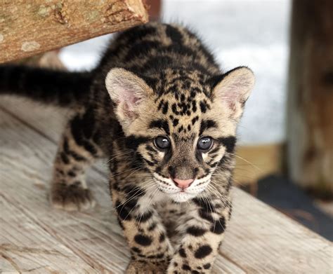 Meet Jean And Janet Endangered Clouded Leopard Kittens At Naples Zoo
