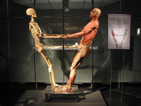 Corpses Get Second Life At ‘bodies Exhibit Scripps Howard Foundation