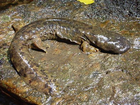 Hellbender Salamander Facts Size Habitat Diet Pictures