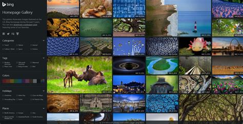 48 Bing Screensavers And Wallpaper Dogs On Wallpapersafari