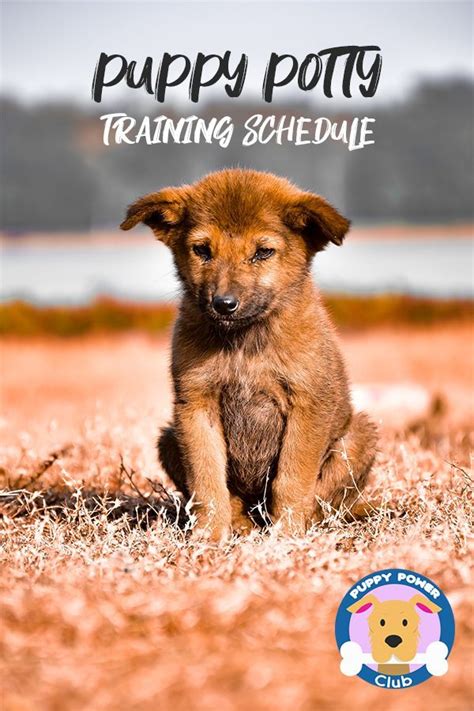 If you find this too easy, or are already used to running for up to some discomfort is normal when you start training, but real pain isn't normal. Puppy Potty Training Schedule | Puppy training schedule ...