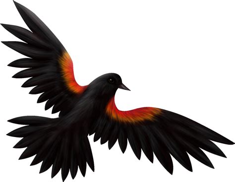 Red Winged Blackbird Png Isolated Pic Png Mart