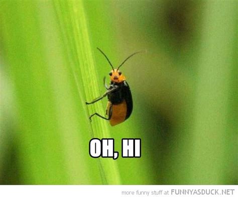 131 Best Bug Humor Images On Pinterest Ha Ha Funny Images And Funny Pics