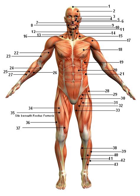 Male and female body front and back view. Muscular System Picture Anterior (Front) View - Sport ...