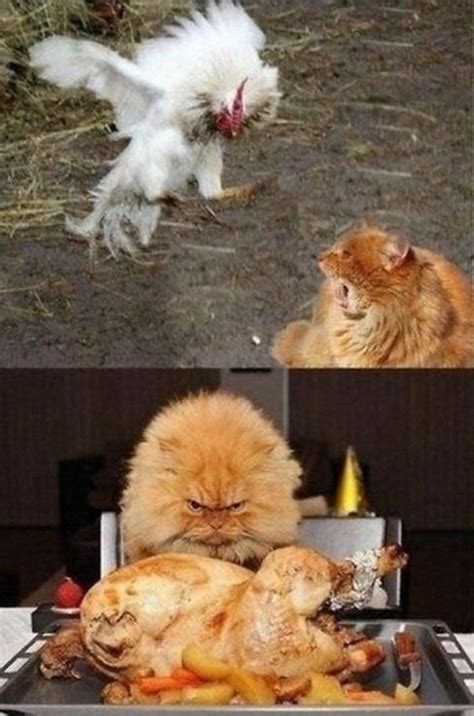 View All Funny Animal Pictures With Captions Very
