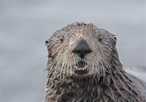 A Surprised Otter Rotters