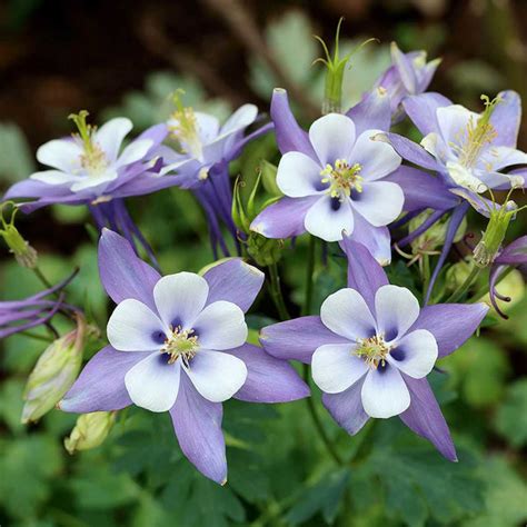 Purple Flower With 5 Pointed Petals Best Flower Site