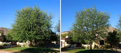 Before And After Photos Of Trees — Arcadia Tree Co