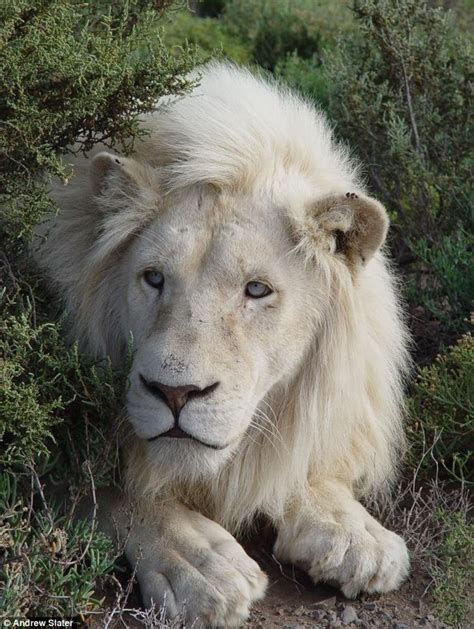 99 Best Images About White Lions On Pinterest The White In South