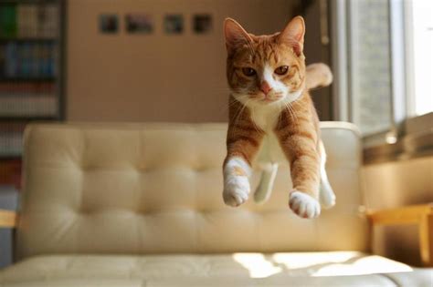 These Levitating Cats Are Our New Favorite Felines