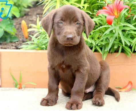 Came from a rural area. Chocolate Labrador Retriever Puppies For Sale | Puppy ...