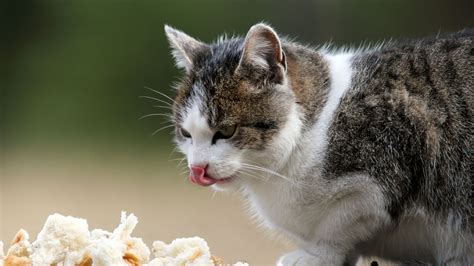 Can Cats Eat Bread Dietary Advice And Feeding Tips Petsradar