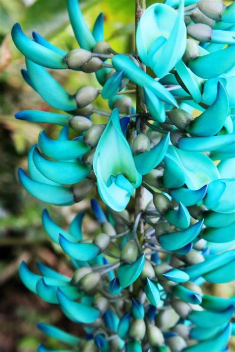 But sometimes you may notice your usually upright plant start to flop. Blue jade vine! One of my favorite looking flowers! They ...