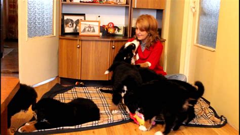 The place for bernese mountain dog, the bernese mountain dog adoption, expert the bernese mountain dog advice. The bernese mountain dogs puppies in kennel Brizo - YouTube