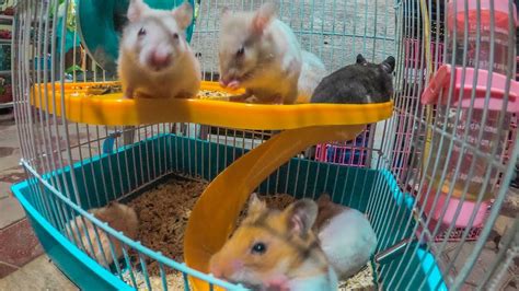 Cute And Funny Hamster Running Wheel In Hamster Cage Youtube