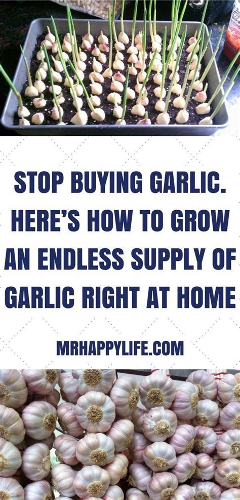 Simple 5 Steps To Grow Garlic Break Up The Garlic Bulb Into Cloves