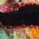 The Glorious Flatworm Whats That Fish