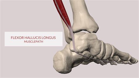 Flexor Hallucis Longus Muscle Path 3d Animation Youtube