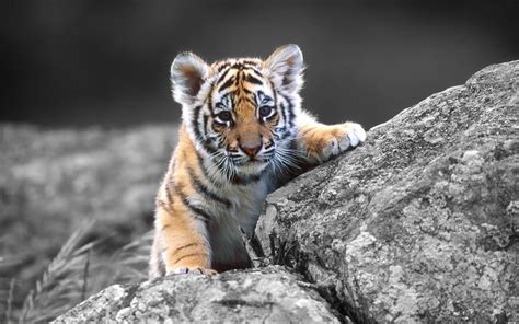 Animals Tiger Baby Tiger Wallpaper Your Hd Wallpaper Id55351 Shared