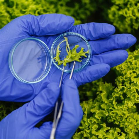 A Guide To How Gmos And Bioengineered Foods Get Labeled Hudsonalpha