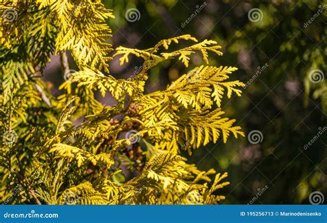 Close Up Yellow Green Texture Of Leaves Western Thuja Thuja