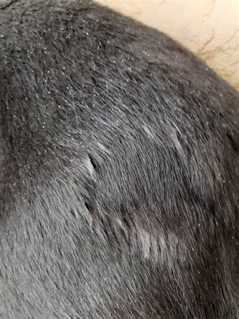 Hair Loss In Dog From Itching Copper Hawk