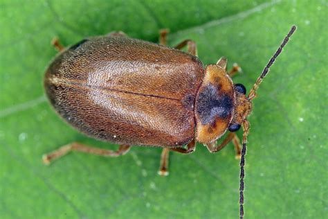 Naturspaziergang: Käfer nach Farben, Formen und Größen - Braun