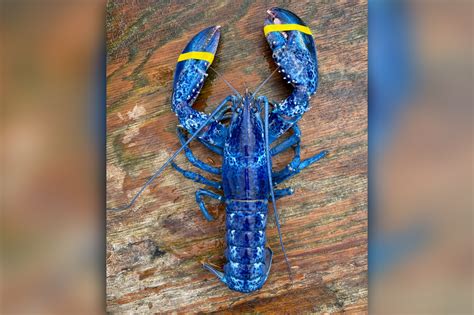 Rare Blue Lobster Caught Off Maine Coast