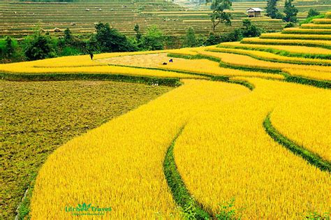 Hình ảnh đẹp Về Cánh đồng Lúa Chín ở Làng Quê Việt Nam