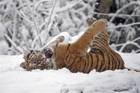 Snowscapes Show Wonder Of Animals In Winter