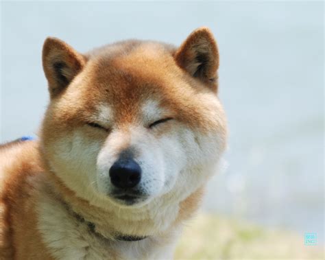 Shiba 柴犬 Smile Kindly 柴犬 可愛いワンちゃん いぬ