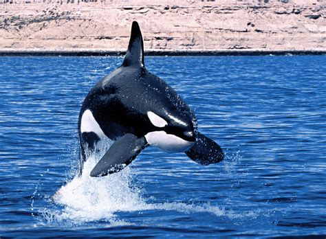 Orca The Biggest Animals Kingdom