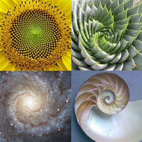 80 Best Images About Fractals Fibonacci And The Golden Ratio On