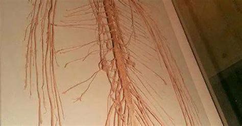 The Human Nervous System Imgur
