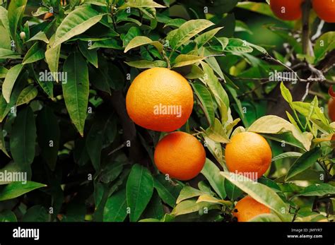 Sweet Orange Fruits On Tree Citrus × Sinensis Apfelsine