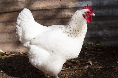 6 Best Egg Laying Chicken Breeds For Beginners The Hens Loft