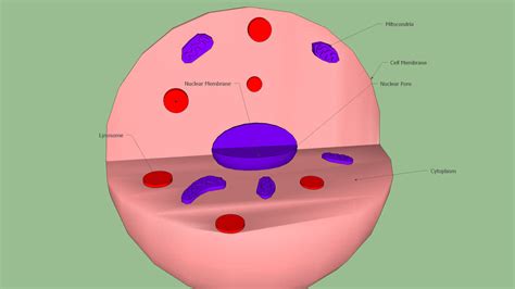 White Blood Cell Model Labeled