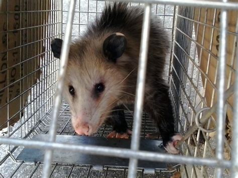 Opossum Control And Removal Thomas Wildlife Control