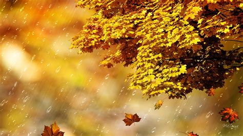 Fall Rain Shower Hd Desktop Wallpaper Widescreen High Definition Fullscreen