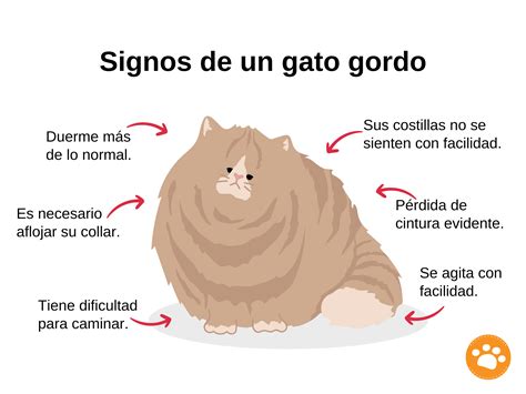 ¿cómo Sé Si Mi Gato Tiene Sobrepeso U Obesidad Revista Petmi Para