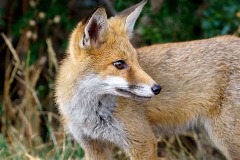 European Red Fox Fitzroy Basin Association