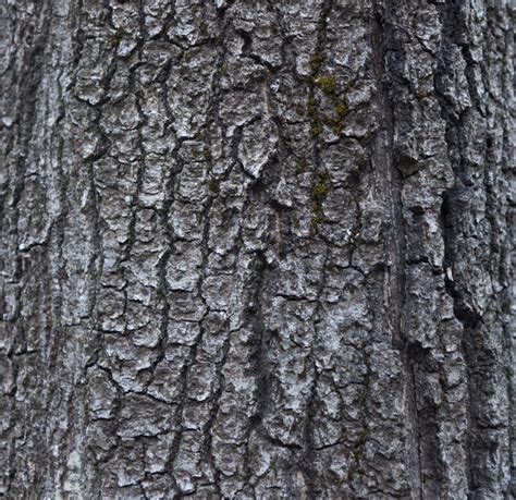 Gray Scaly Tree Bark Clippix Etc Educational Photos For Students