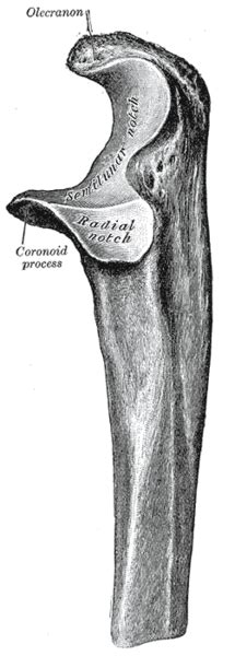 Olecranon Wikipedia The Free Encyclopedia