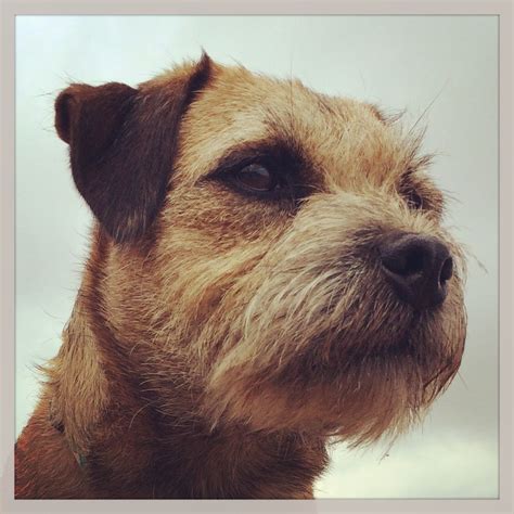 Jack Spratticus Border Terrier Puppy Brown Dog Little Brown Working