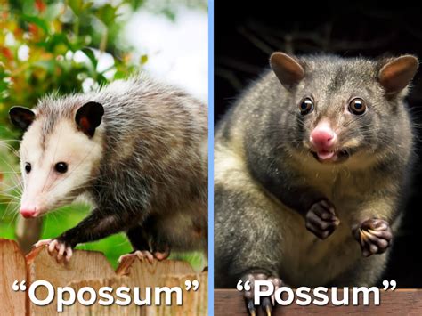 A Neighbor Not A Nuisance Getting The Facts On Opossums Format Space