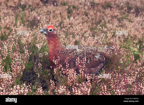 Grouse In Heather Stock Photo Alamy