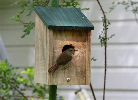 Carolina Wren Bird House