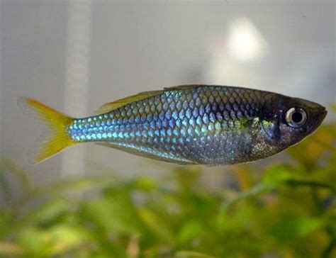 Rainbow fishes are a family of very colorful freshwater fish known as melanotaeniidae. Dwarf Neon Praecox Small Tropical Rainbowfish | Arizona ...