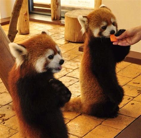 Red Pandas Cute Baby Animals Baby Animals Red Panda