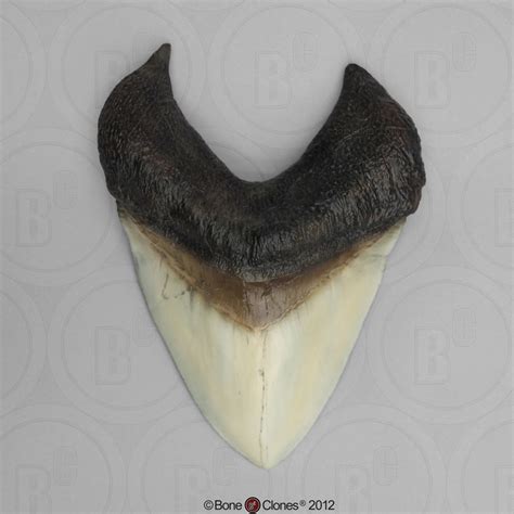 7 1/8 Inch Megalodon Shark Tooth Replica KO-008 - Bone Clones, Inc